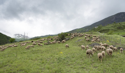 Obraz premium flock of sheep on mountain meadow in french haute provence near col de vars in alpes de provence