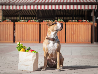 Funny dog and bag of groceries in front of market or local store. Cute staffordshire terrier puppy...