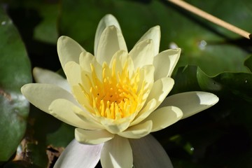 beautiful water lily in the pond