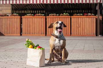 Funny yawning dog and bag of groceries in front of local store. Cute staffordshire terrier puppy in bandana sits next to paper bag with greens and vegetables, shopping for food lifestyle concept.