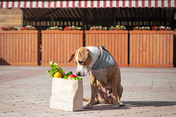 Funny dog and bag of groceries in front of market or local store. Cute staffordshire terrier puppy...