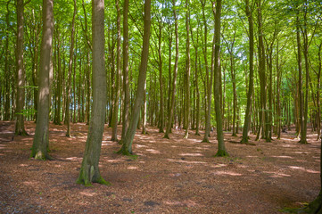Buchenwald in Nationalpark Jasmund bei Sassnitz auf der Insel Rügen