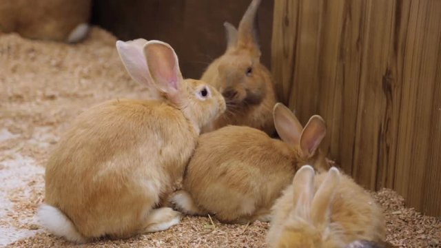 Domestic rabbits in zoo yard