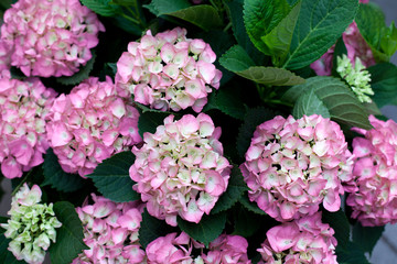 Pink and purple hydrangea flowers in bloom. Top view. Pattern