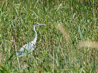 Grey Heron in Amongst the Reeds