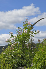 rosa rosen an rankhilfe