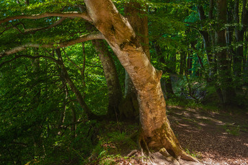 Buchenwald in Nationalpark Jasmund bei Sassnitz auf der Insel Rügen
