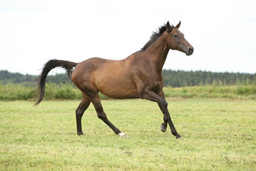 Fototapeta na wymiar Amazing brown horse running alone