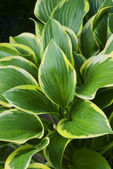 Hosta Queen Josephine / hostas / plantain lilies