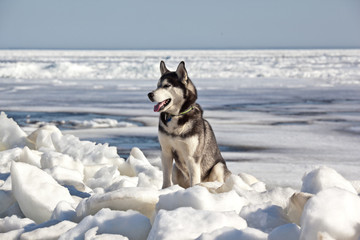 Dog breed Siberian Husky sitting on ice hummocks on baltic sea