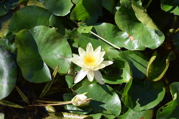 beautiful yellow water lily flower