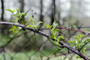 Blackberry growing in garden. Unripe blackberries bush.