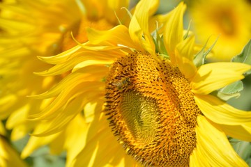 Bee on sunflower 1