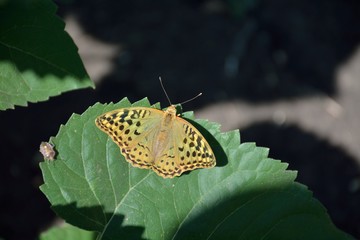 Brown butterfly on a leaf 2