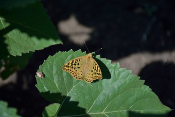 Brown butterfly on a leaf 1