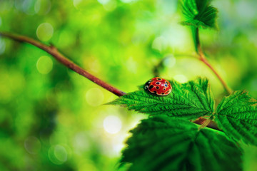 ladybird (ladybug) close-up, bokeh background    