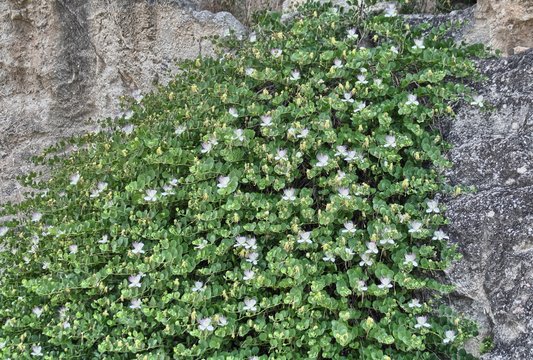 Pianta di cappero