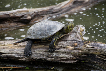 the water turtle is basking in the sun