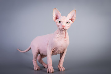 Sphynx Canadian hairless kitten on grey background, studio photo.