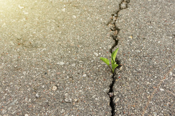 green plant growing from crack in asphalt.