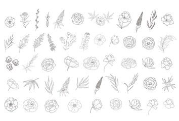 Set of floral design elements © vectorgirl