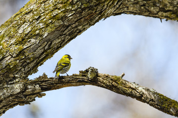 マヒワ(Eurasian siskin)