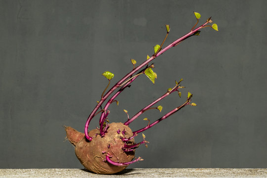 Prachtwinden Bilder Durchsuchen 11,502 Archivfotos,