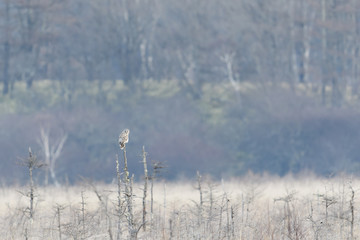フクロウ(Ural owl)