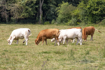 Fototapeta na wymiar Taureau et vaches race limousine et race charolaise au pré