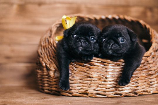 Pug Puppies