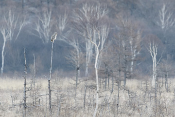 フクロウ(Ural owl)