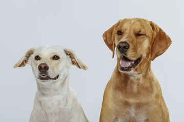 Couple of two expressive dogs posing in the studio against white background