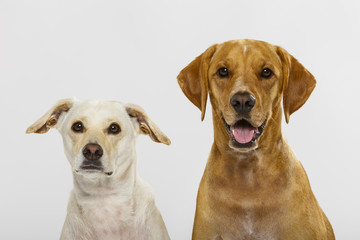 Couple of two expressive dogs posing in the studio against white background