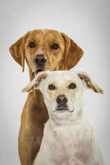 Couple of two expressive dogs posing in the studio against white background
