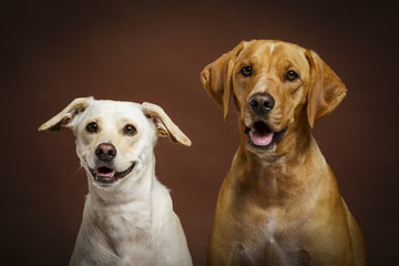 Couple of two expressive dogs posing in the studio against brown background