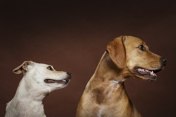 Couple of two expressive dogs posing in the studio against brown background