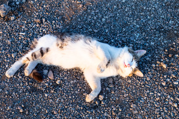 street cat on the gravel platform