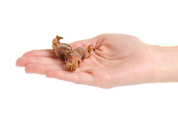 Three forest nuts in hand on white background isolation