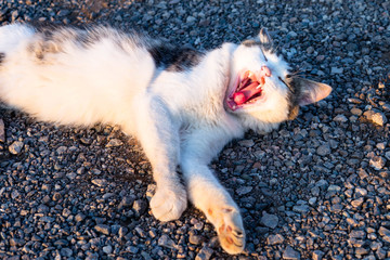 street cat on the gravel platform