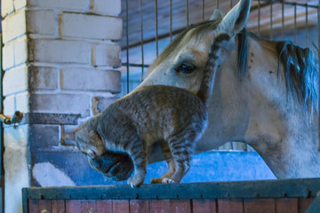 kitten in the stable