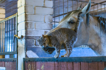 kitten in the stable