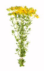 Johanniskraut, Hypericum