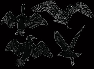 Fototapeta premium four seagulls sketches on black background