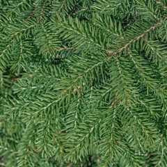 background of coniferous evergreen spruce forests