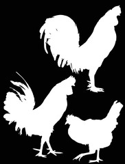 silhouettes of three chickens on black