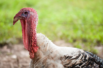 Turkey on the farm