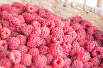 Fresh and sweet raspberries Raspberry fruit background