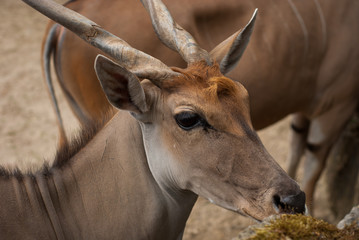 Antilope