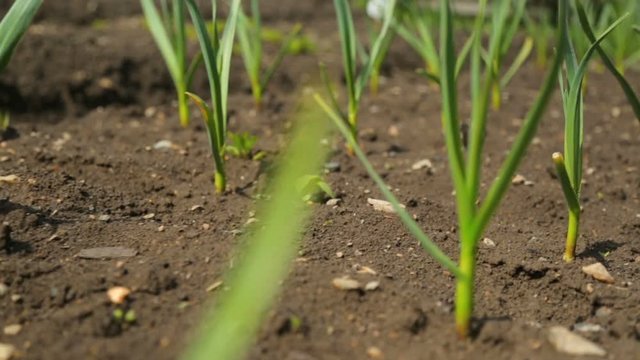 Spring onion and garlic in vegetable garden