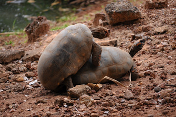 Chelonoidis carbonaria mating